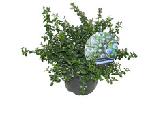 Amerikansk Syren 17 cm potte